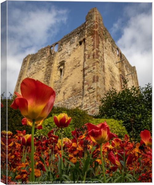 Tulip season at Guildford Castle Canvas Print by Stephen Coughlan