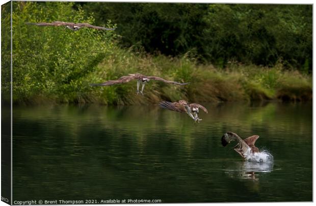 Osprey diving for fish Canvas Print by Brent Thompson