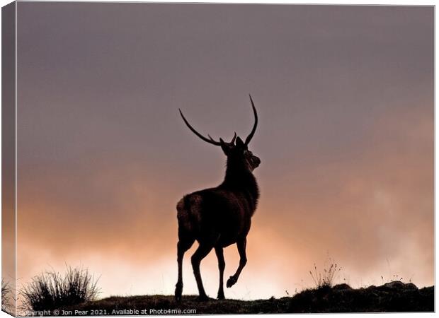 Red Stag at Sunset Canvas Print by Jon Pear