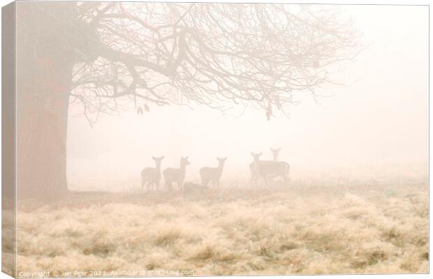 Fallow Deer in Mist Canvas Print by Jon Pear