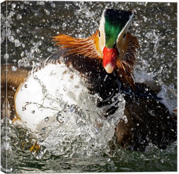 Mandarin Duck Splashing Canvas Print by Jon Pear