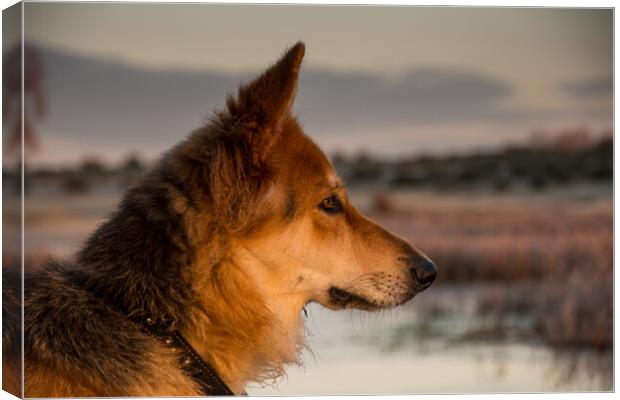 A close up of a dog and sunrise Canvas Print by Elzbieta Sosnowski
