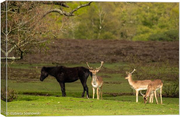 wildlife Canvas Print by Elzbieta Sosnowski