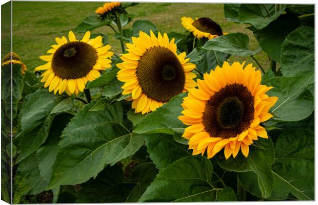Sunflowers Canvas Print by Gerry Walden LRPS