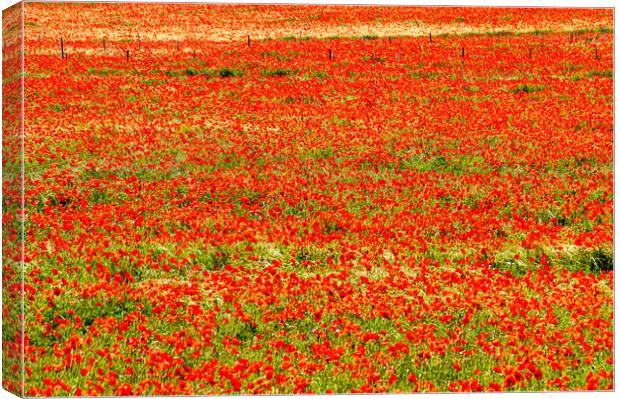 Poppy fields Canvas Print by Gerry Walden LRPS