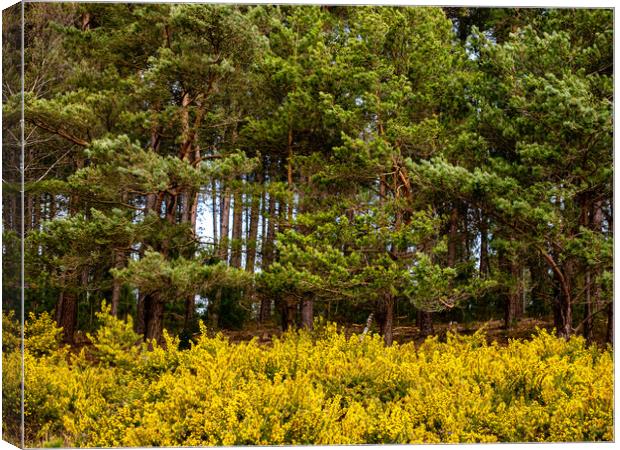 Yellow and Green Canvas Print by Gerry Walden LRPS