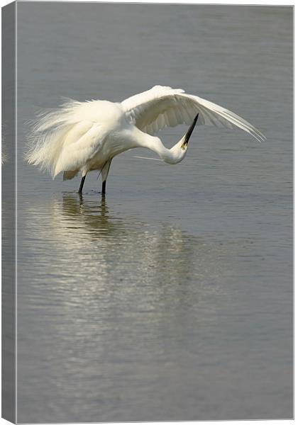  Little Egret Preening Canvas Print by Barbara Gardner