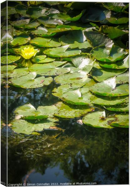 Monets Garden Water Lilies Canvas Print by Simon Connellan