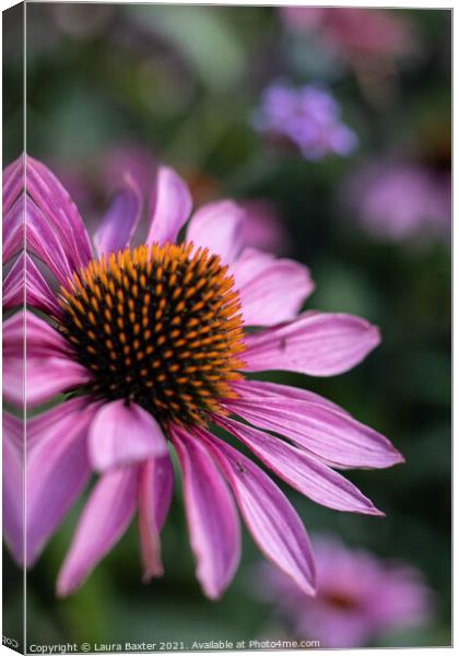 Summer Cone Flowers Canvas Print by Laura Baxter