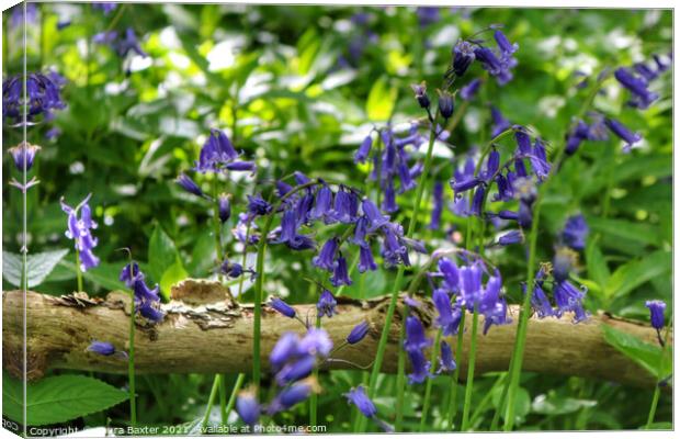 Woodland bluebells Canvas Print by Laura Baxter