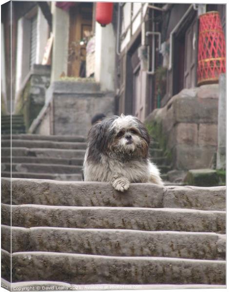 A cute dog on steps Canvas Print by David Leahy