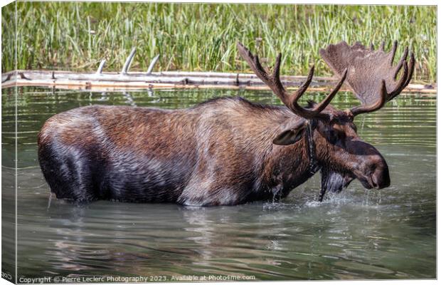 Magnificent Moose Canvas Print by Pierre Leclerc Photography