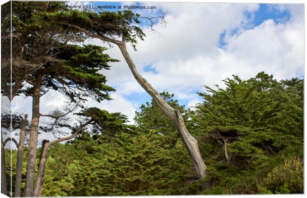 Leaning Pine Tree Canvas Print by Trevor Le Feuvre