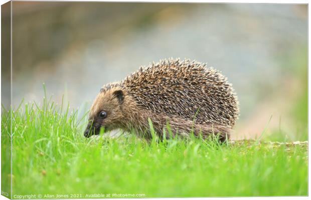 A hedgehog in grass Canvas Print by Allan Jones