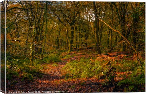 Woodlands at Golitha Falls | Cornwall Canvas Print by Adam Cooke