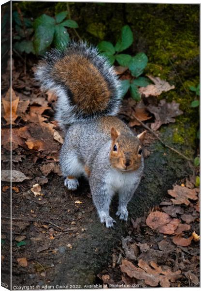 Grey Squirrel | Kelsey Park | Beckenham Canvas Print by Adam Cooke