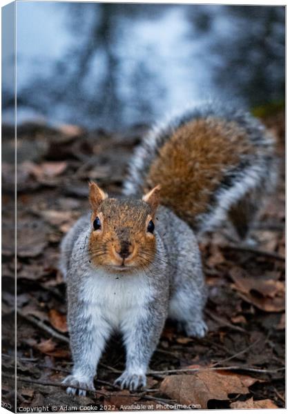 Grey Squirrel | Kelsey Park | Beckenham Canvas Print by Adam Cooke