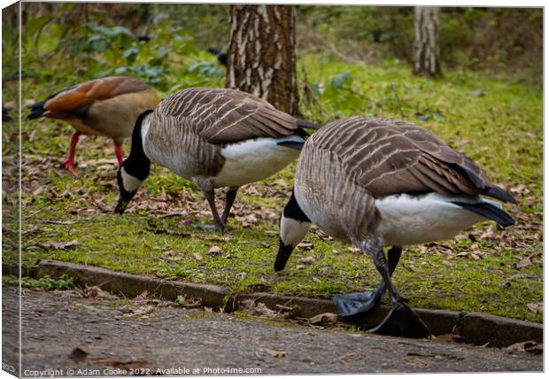 Two Canada Geese Grazing | Kelsey Park | Beckenham Canvas Print by Adam Cooke