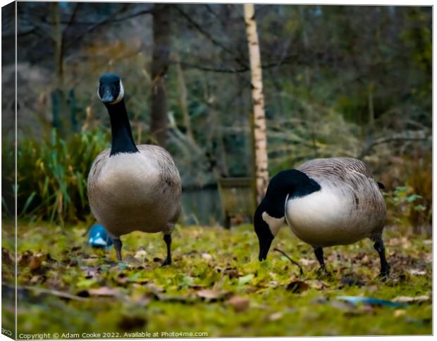 Two Canada Geese | Kelsey Park | Beckenham Canvas Print by Adam Cooke