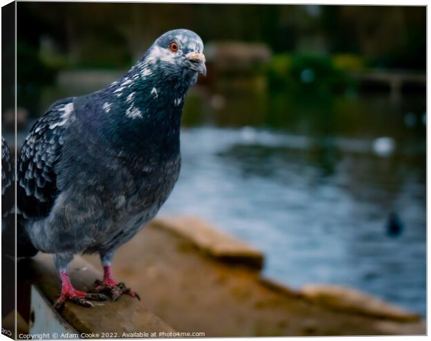 Pigeon Sitting | Kelsey Park | Beckenham Canvas Print by Adam Cooke
