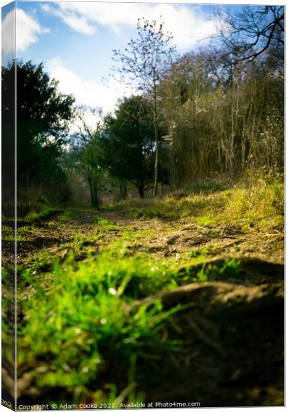 Ground Level | Selsdon Wood Nature Reserve | Bird  Canvas Print by Adam Cooke