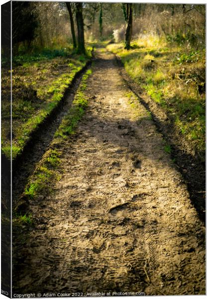 Muddy Path Ahead | Selsdon Wood Nature Reserve | B Canvas Print by Adam Cooke