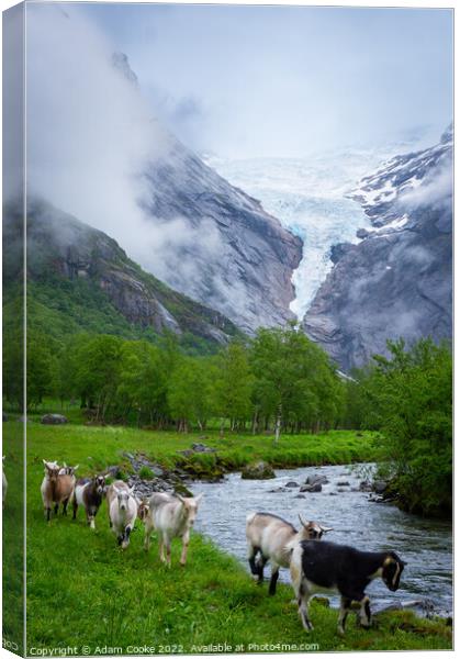 Goats | Briksdalsbreen Glacier | Stryn | Olden | Norway Canvas Print by Adam Cooke