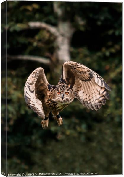 Owl in flight Canvas Print by Arnie Livingston