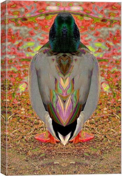 Duck Canvas Print by Tony Mumolo