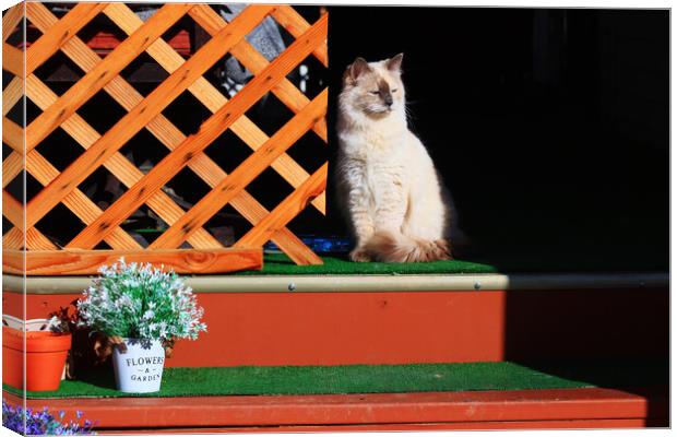 Cat on Steps Canvas Print by Tony Mumolo