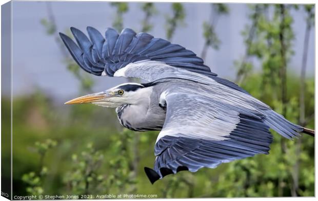 A majestic Grey Heron silently gliding over a lake Canvas Print by Ste Jones