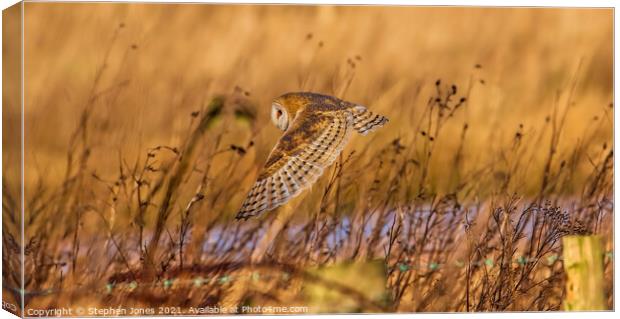 Barn Owl down low on a summers day in Lancashire. Canvas Print by Ste Jones