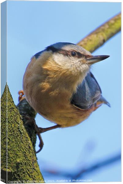 Inquisitive Nuthatch Canvas Print by Ste Jones