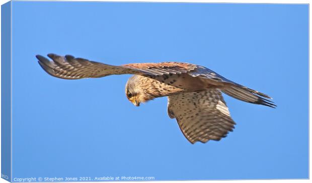 Kestrel Hunting In The Hover Canvas Print by Ste Jones