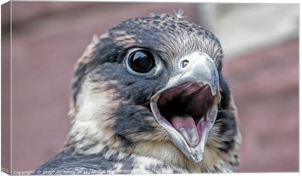 Peregrine Falcon Canvas Print by Ste Jones