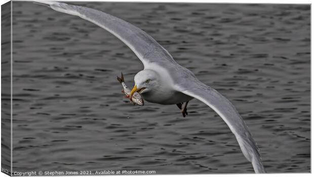 Gull With Fish Canvas Print by Ste Jones