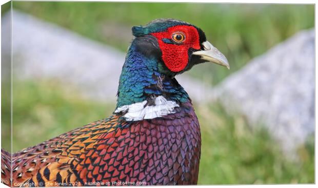 Pheasant In Profile Canvas Print by Ste Jones