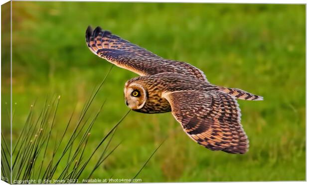 Short Eared Owl In Low Flight Canvas Print by Ste Jones