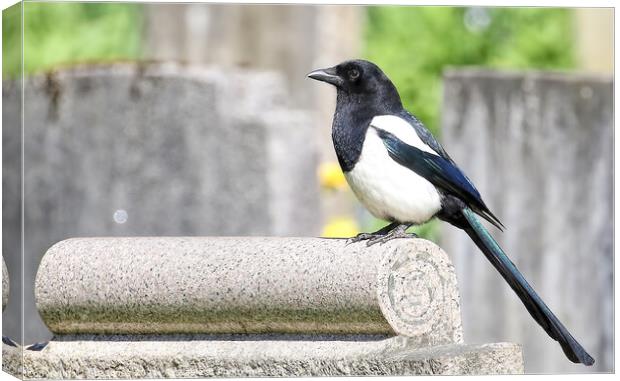 Magpie Perched Atop A Headstone. Canvas Print by Ste Jones