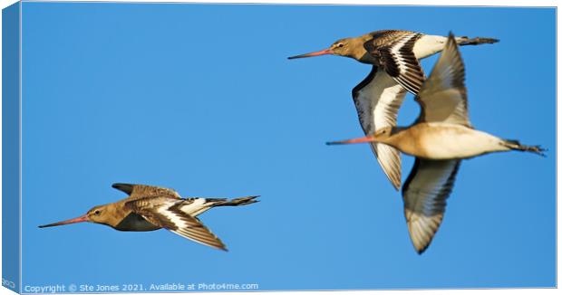 Bar Tailed Godwits In Flight Canvas Print by Ste Jones