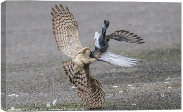 Sparrowhawk Inverted Attack Canvas Print by Ste Jones