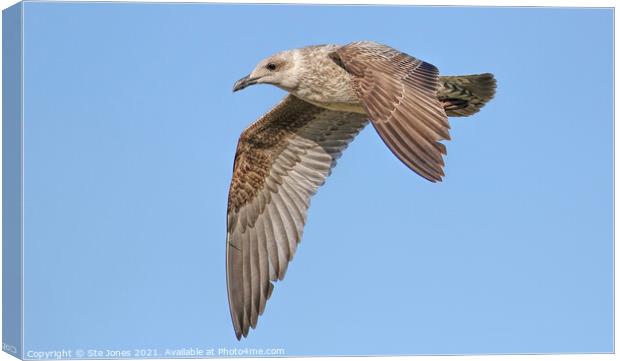 Gull In Flight Canvas Print by Ste Jones