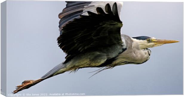 Grey Heron In Flight Canvas Print by Ste Jones