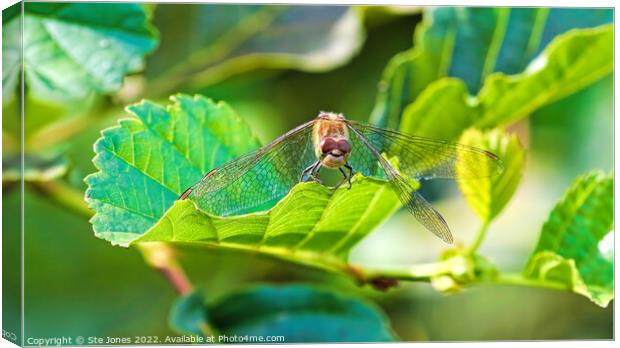 The Happy Dragonfly Canvas Print by Ste Jones