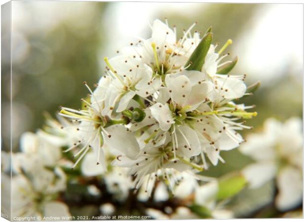 Hawthorn in bloom Canvas Print by Andrew Worth