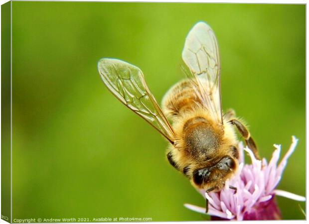 The honey bee and the thistle Canvas Print by Andrew Worth