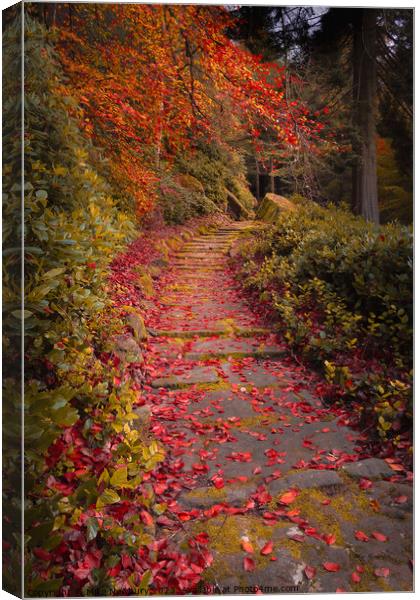 Cragside Autumn Steps Canvas Print by Bear Newbury