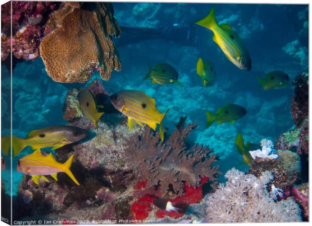 Yellow fish on the reef Canvas Print by Ian Cramman