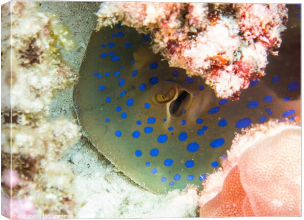 Blue Spotted Stingray up close Canvas Print by Ian Cramman