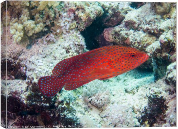 Coral Hind free swimming on the reef Canvas Print by Ian Cramman